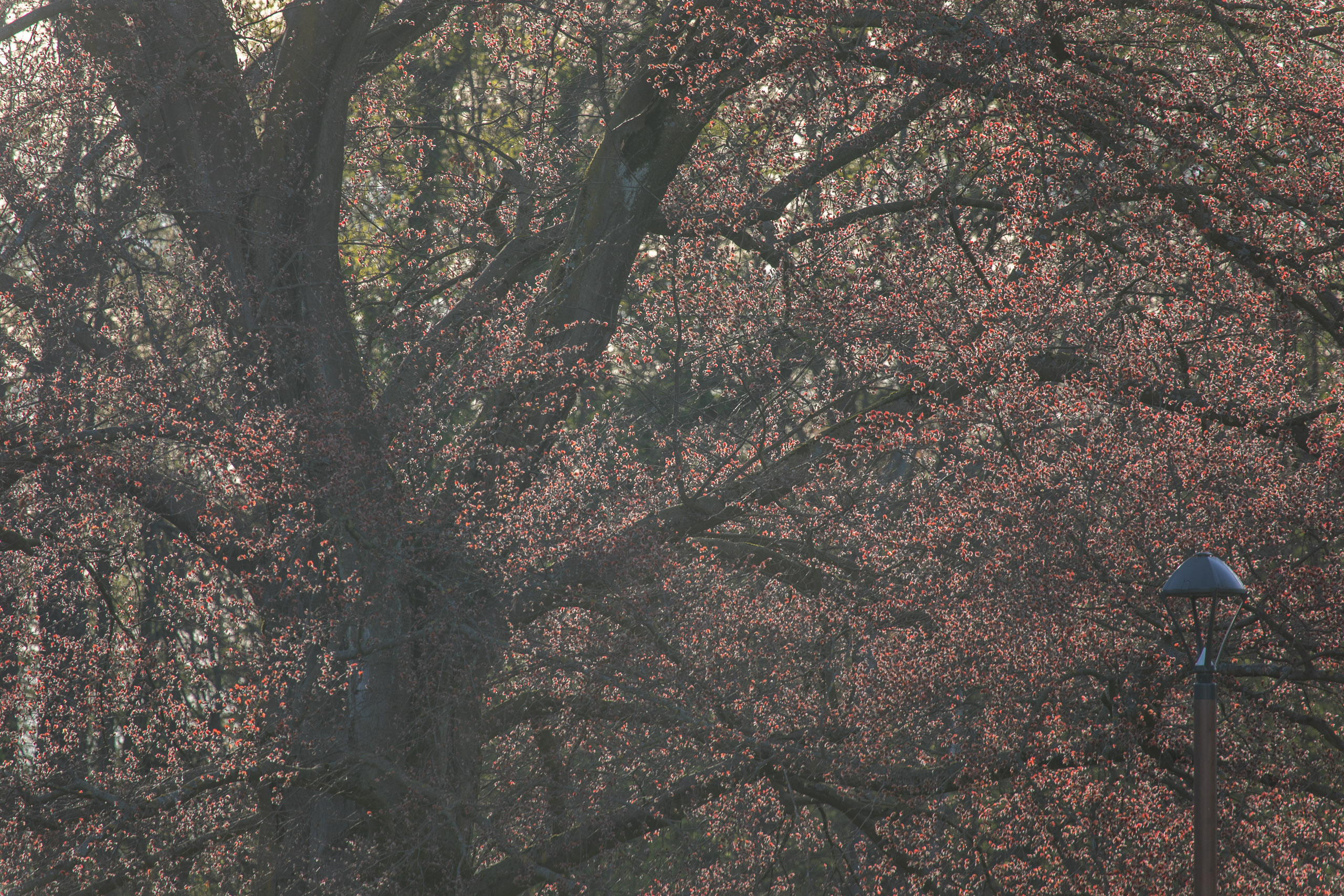 20180414185614 RD4 0626